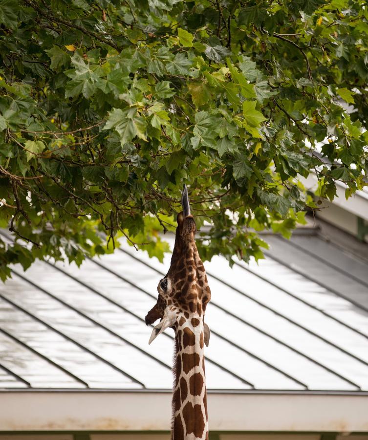 Quentin Zoo Hotel Amsterdam Eksteriør billede